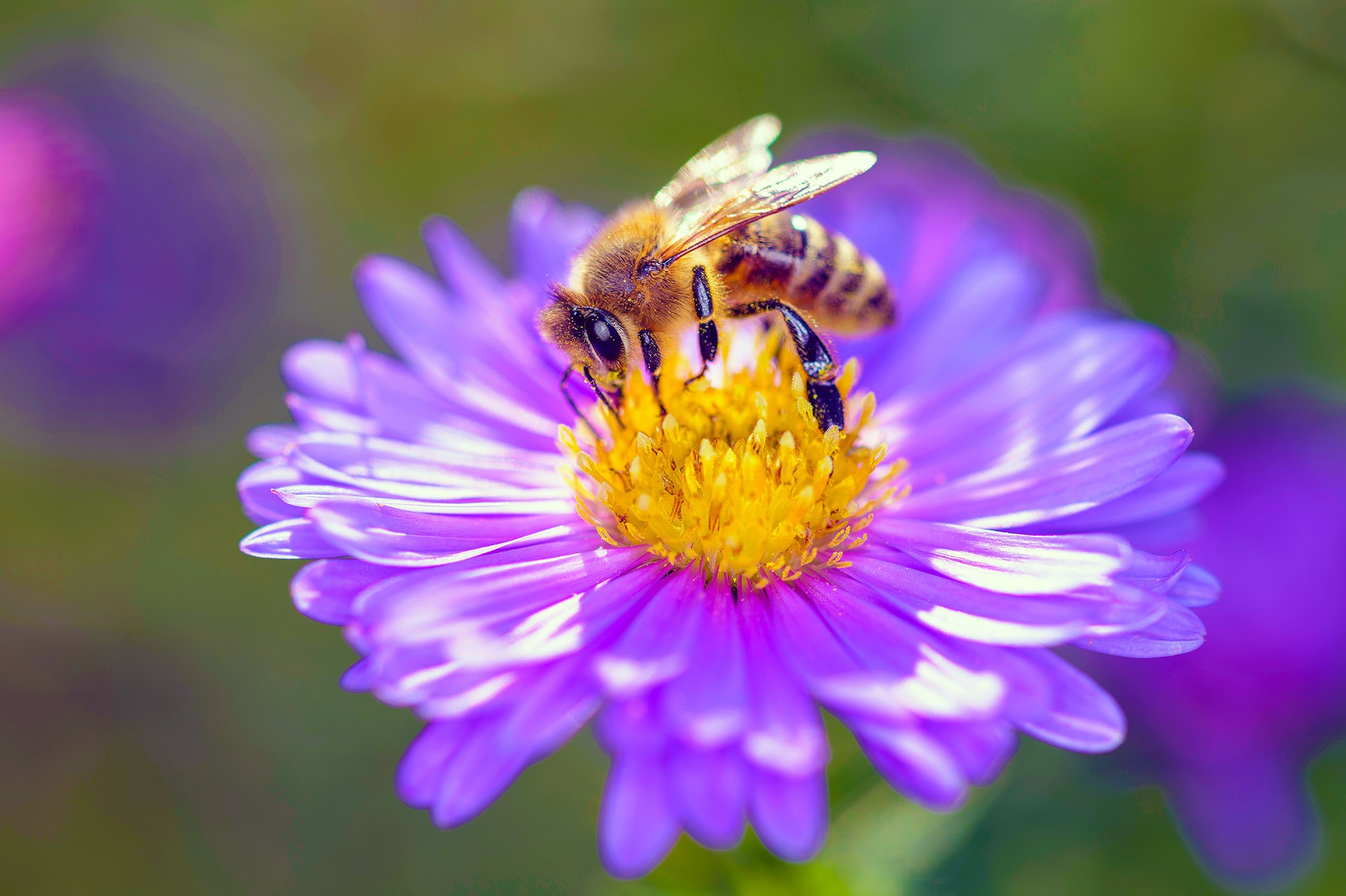 Friends - Florida is home to over 300 native bee species, and about 29 ...