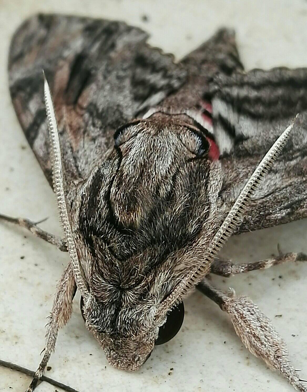 What is this 5-7cm long moth in Soweto, South Africa?