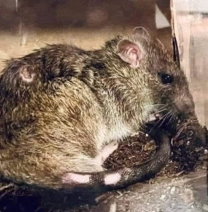Weird, Bizarre and Beautiful | I took in a rat yesterday that was found ...