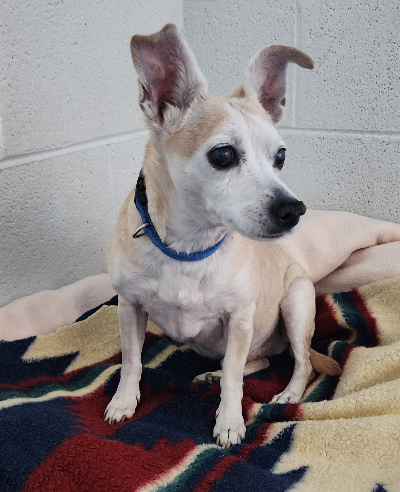 UPDATE: This very guilty... - The Verde Valley Humane Society | Facebook