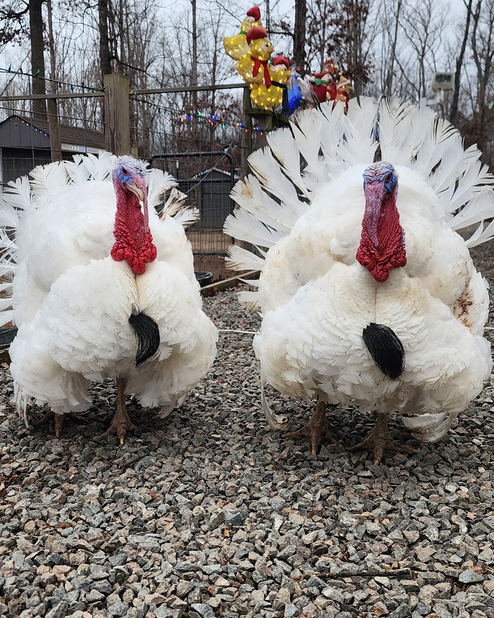 Swine Knot - Welcome Cold Turkey and Jive Turkey to our... | Facebook