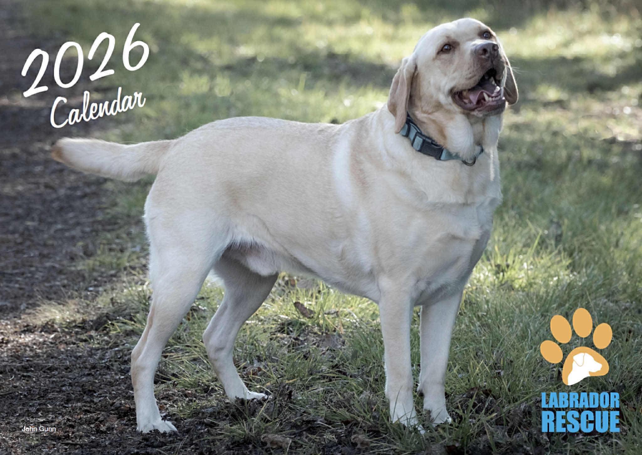 Labrador Rescue - BIG NEWS!!! 📢 Our 2026 calendar is... | Facebook