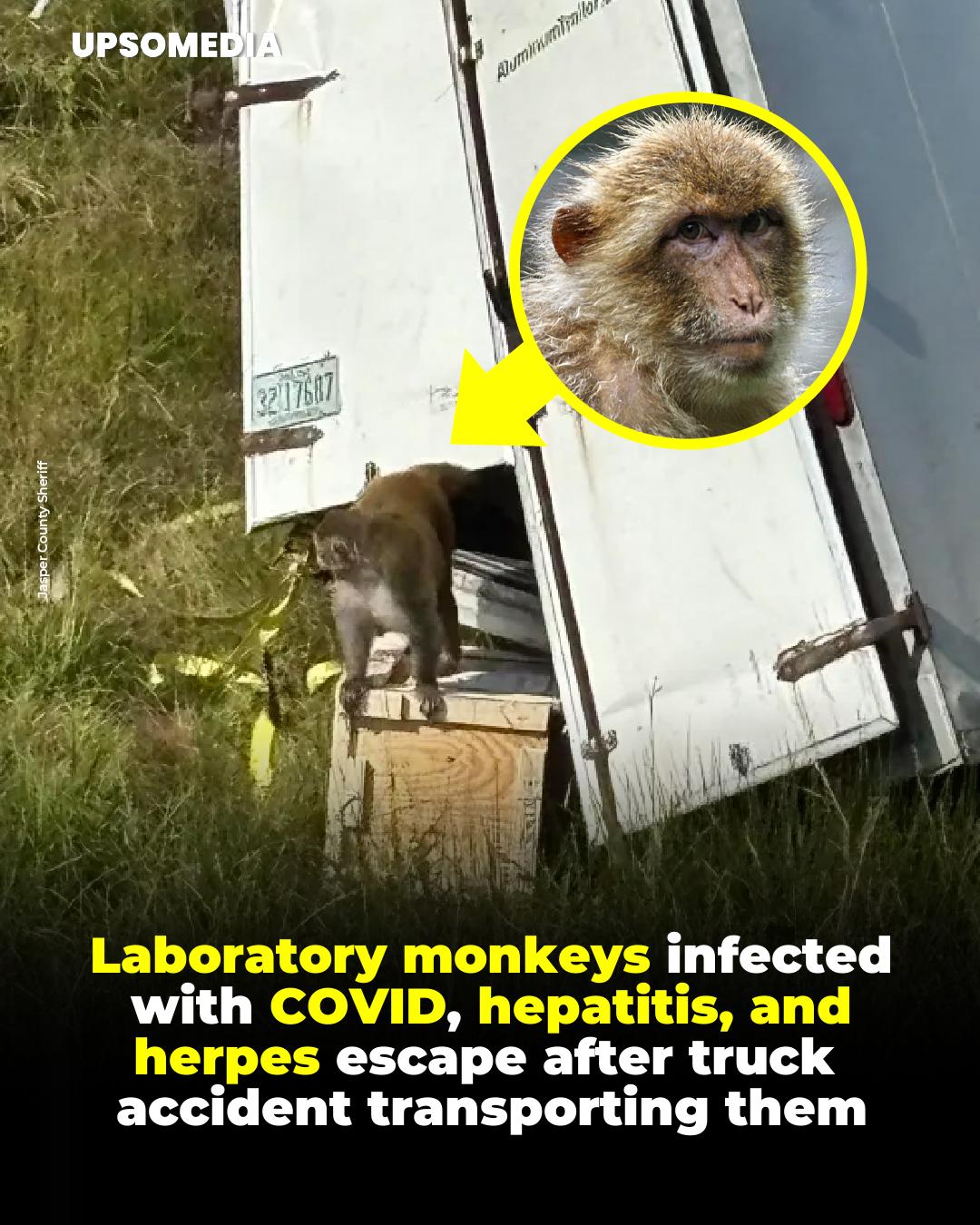 The Enigma - Several lab monkeys made a break for it on Tuesday ...