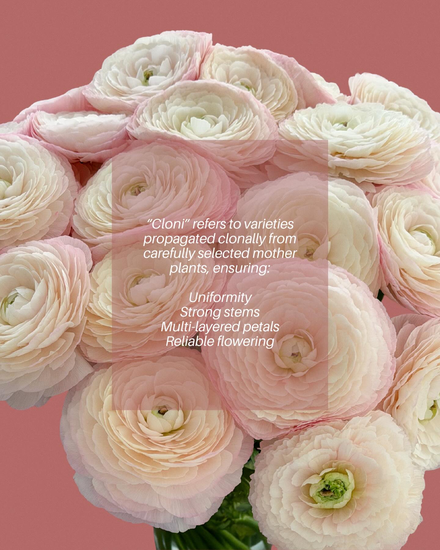 Agrocoex - Red Roses can be used to convey love respect, admiration or ...