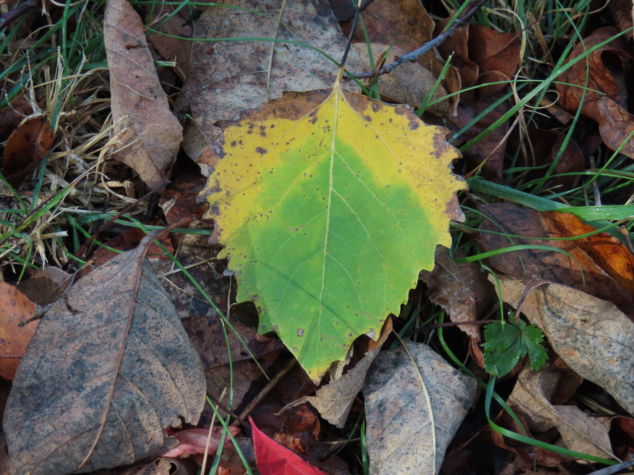 Pember Nature Preserve | North Hebron NY