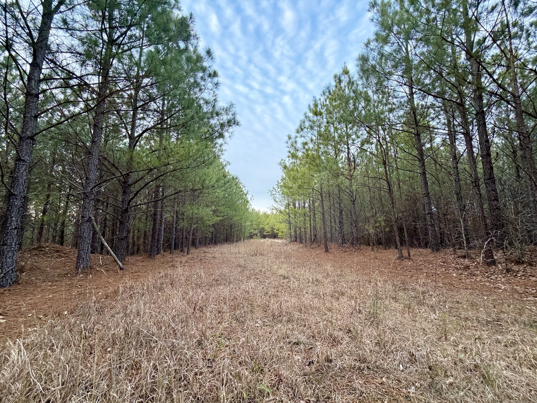Unrestricted 53.38 acre retreat w/ small cabin & Roan Creek