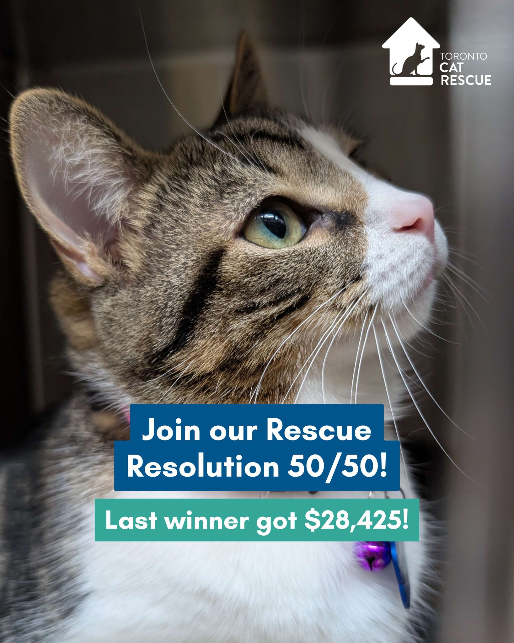 Toronto Cat Rescue... - Toronto Cat Rescue - Waterloo Region