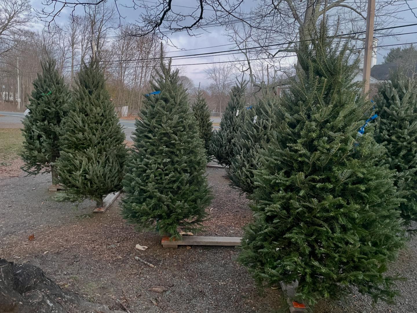 King's Tree Farm and Nursery | West Boxford MA