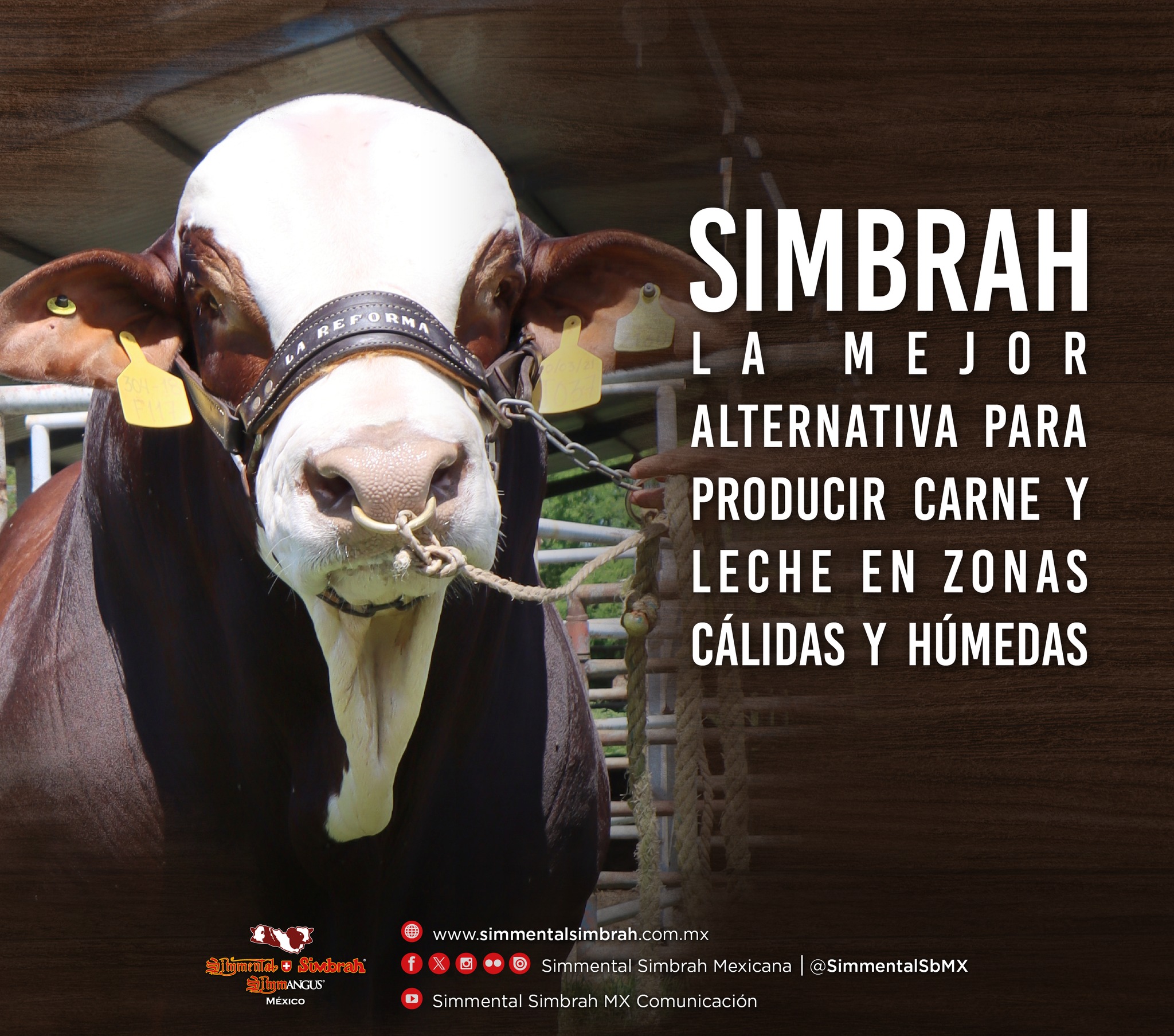 Simmental - SIMBRAH. La mejor alternativa para producir carne y leche ...