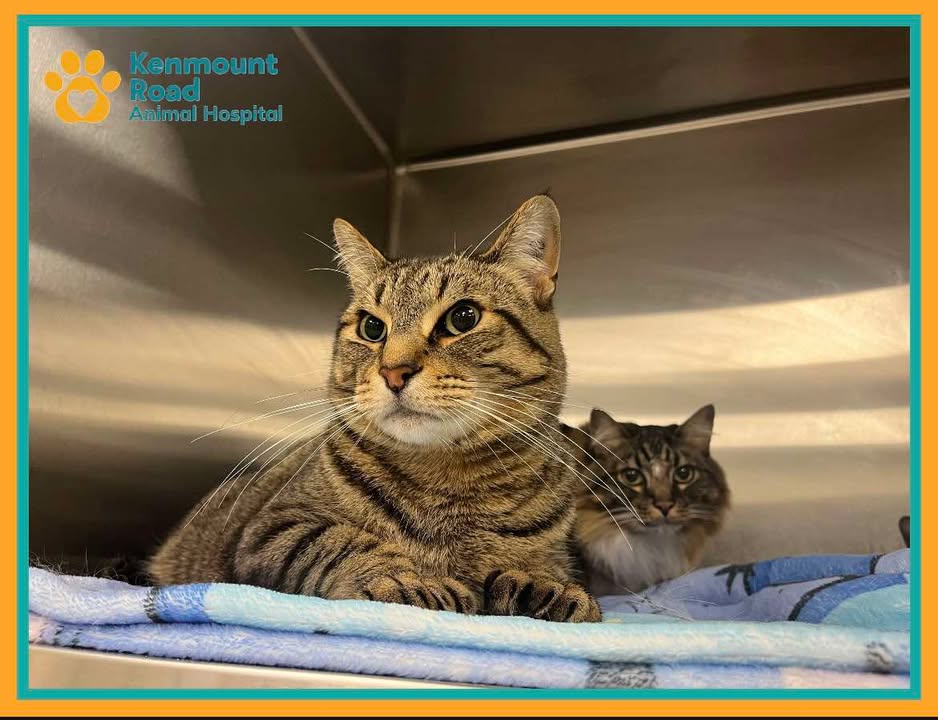 Kenmount - 🐾 It’s National Take Your Cat to the Vet Day! 🐾 Did you know ...