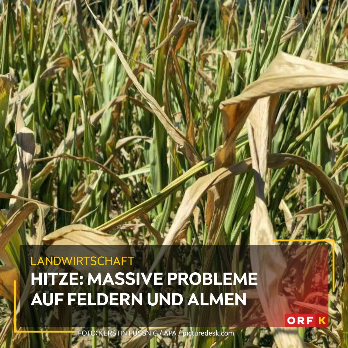 ORF - Die Hitzewelle stellt die Landwirtschaft vor massive Probleme ...