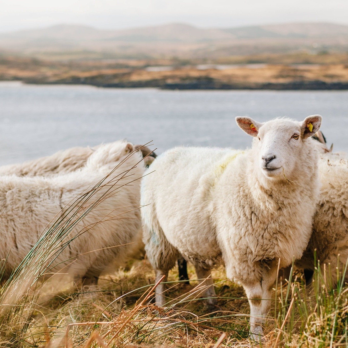 ScottishOrganic | Golspie