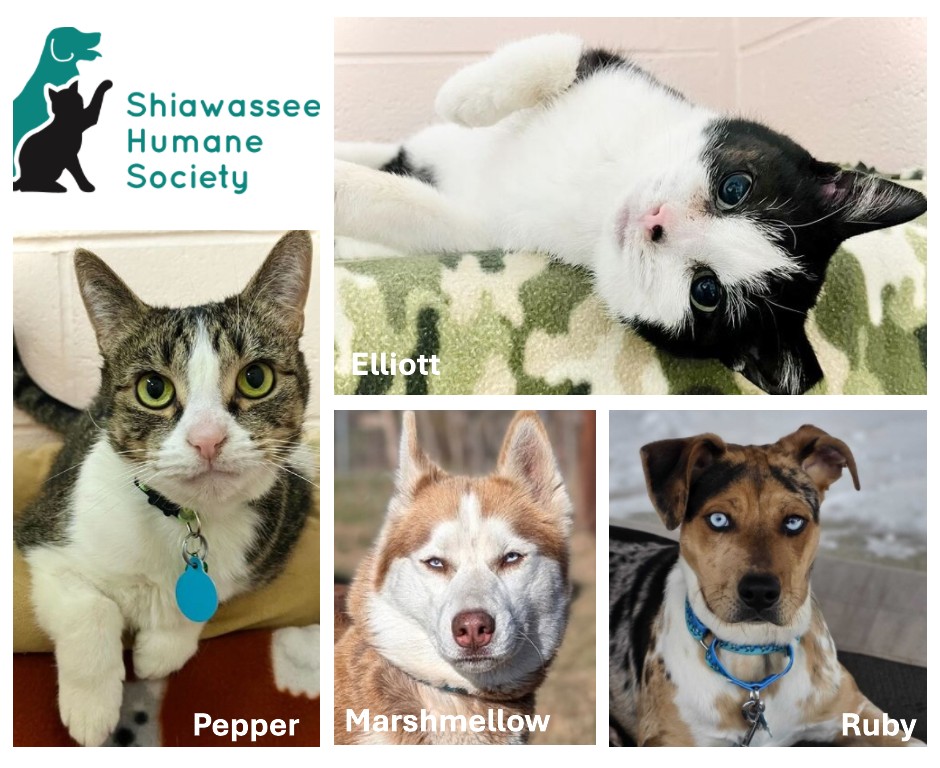 Friends, let’s talk about... - Shiawassee Humane Society | Facebook