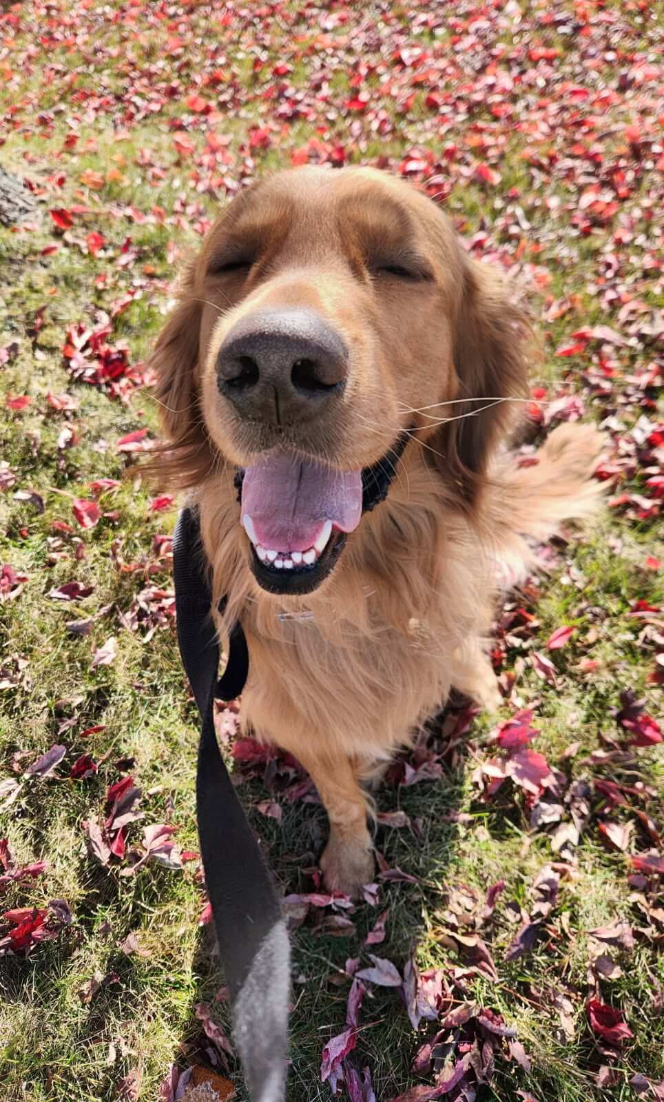 Meet 2 year old... - Golden Retriever Rescue Resource, Inc. | Facebook