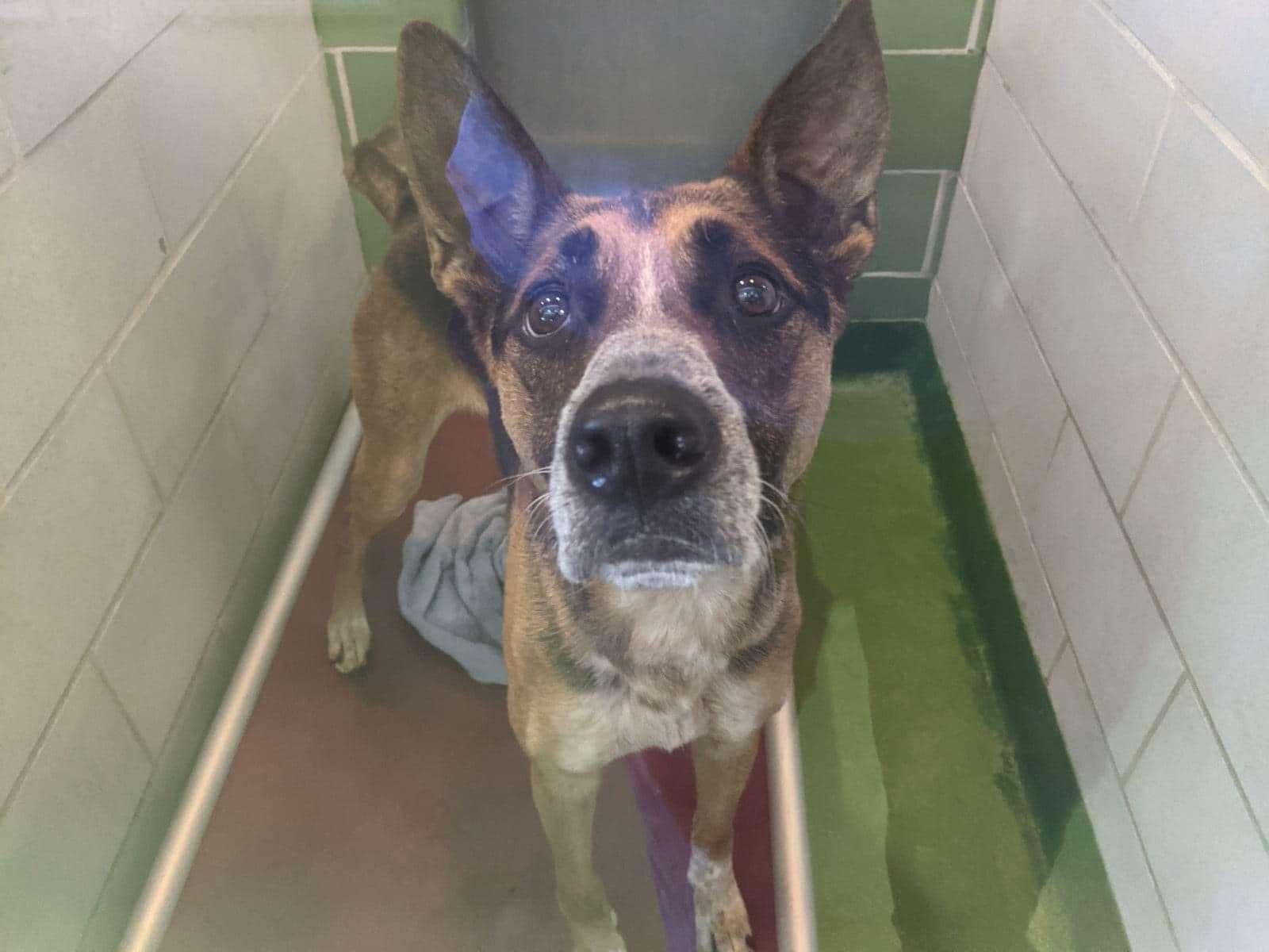 RIP Rescue Only – Pre-Lab – Behavior LOGAN Dallas Animal Services 