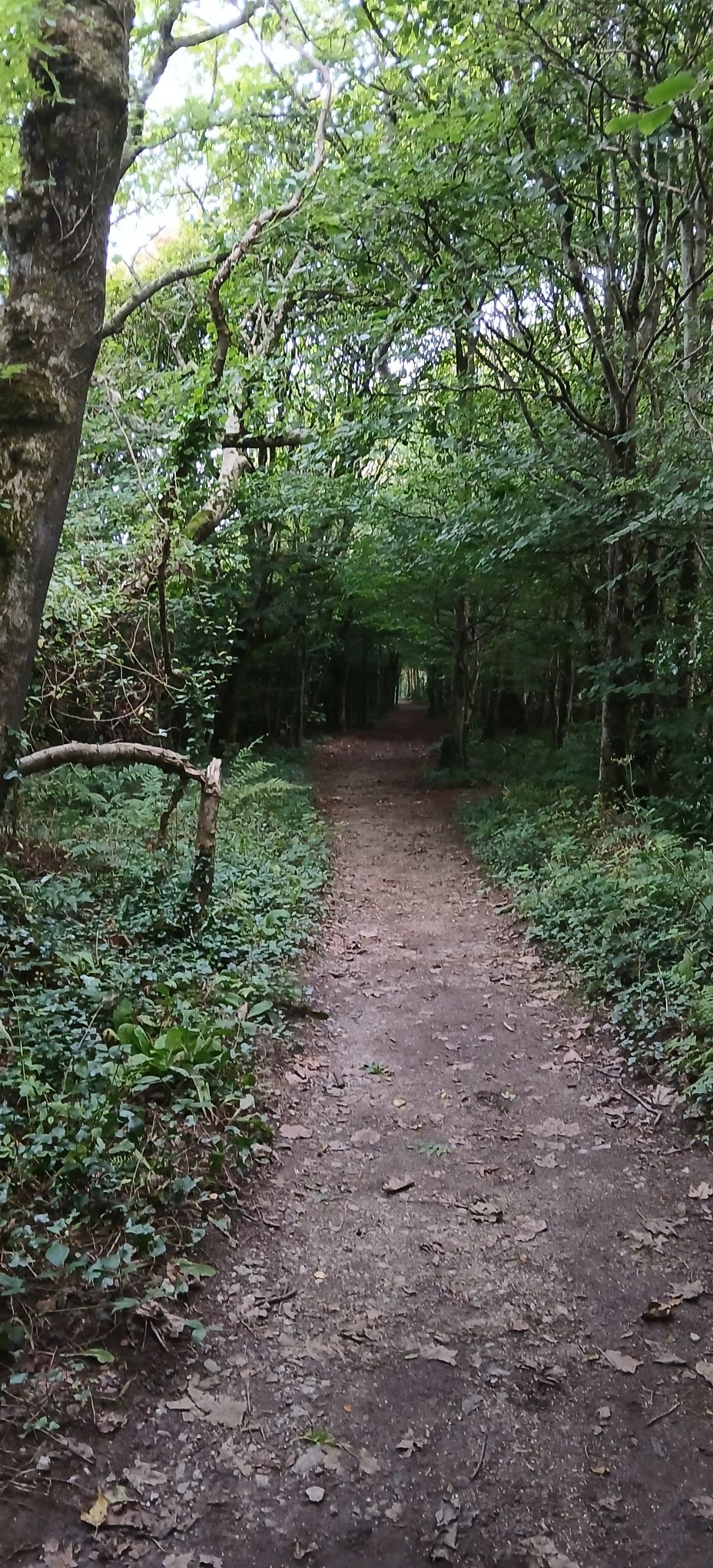 The Run Lab: Clinical 3D Gait Analysis at Cornwall Physio - So who got ...