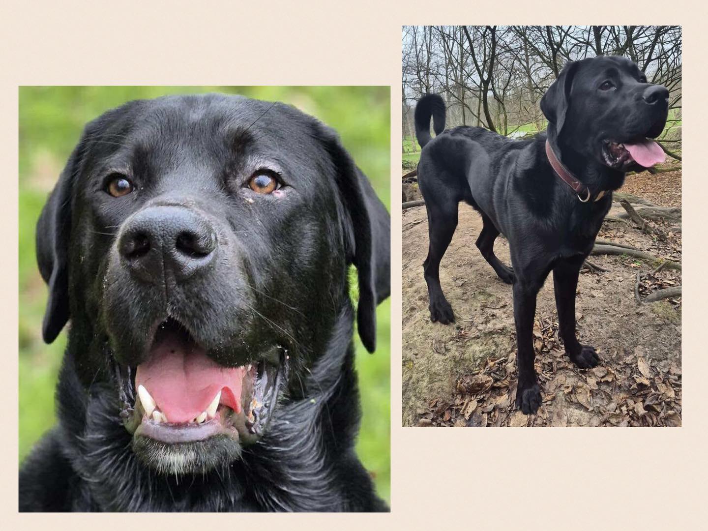 Stichting - 𝗕𝗢𝗕, 𝗘𝗘𝗡 𝗦𝗢𝗖𝗜𝗔𝗟𝗘, 𝗟𝗜𝗘𝗩𝗘 𝗘𝗡 𝗝𝗢𝗡𝗚𝗘 𝗭𝗪𝗜𝗧𝗦𝗘𝗥𝗦𝗘 𝗦𝗘𝗡𝗡𝗘𝗡𝗛𝗢𝗡𝗗 𝗫 ...