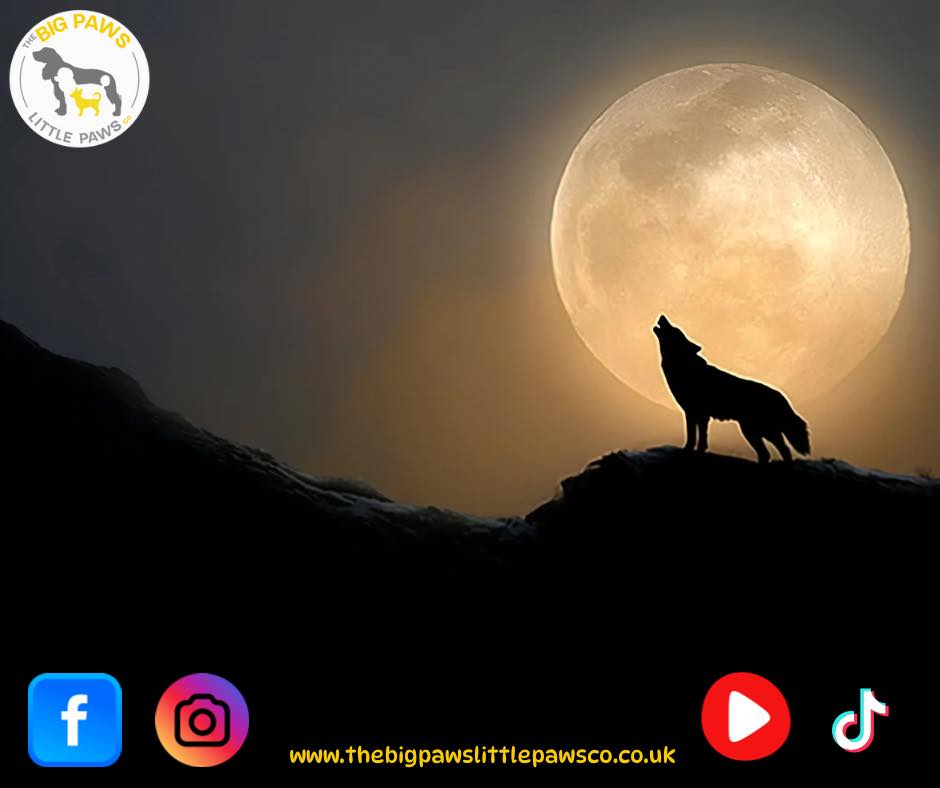 The Big - 🌕 Wolf Moon! 🌕 The first full moon of 2026 — known as the ...