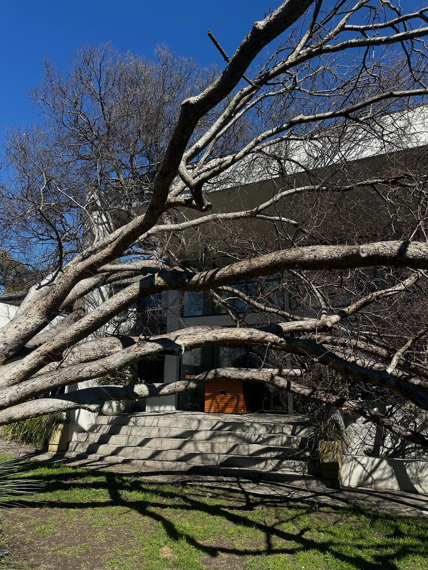 HighPoint Trees | Carlingford NSW
