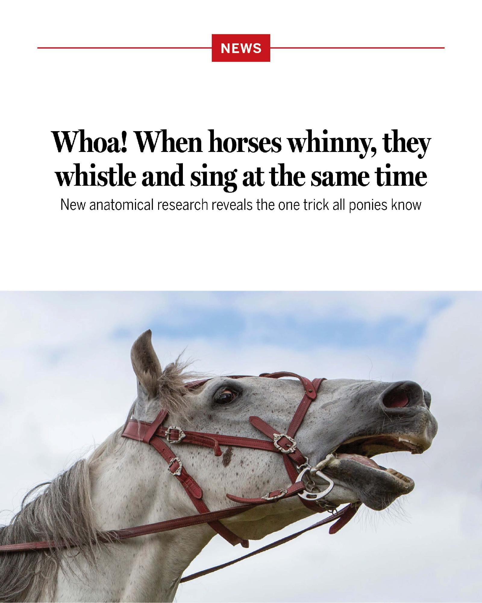 A horse