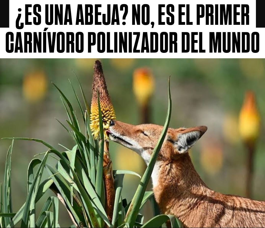 Ciencias - El lobo etíope es el primer polinizador carnívoro del mundo ...
