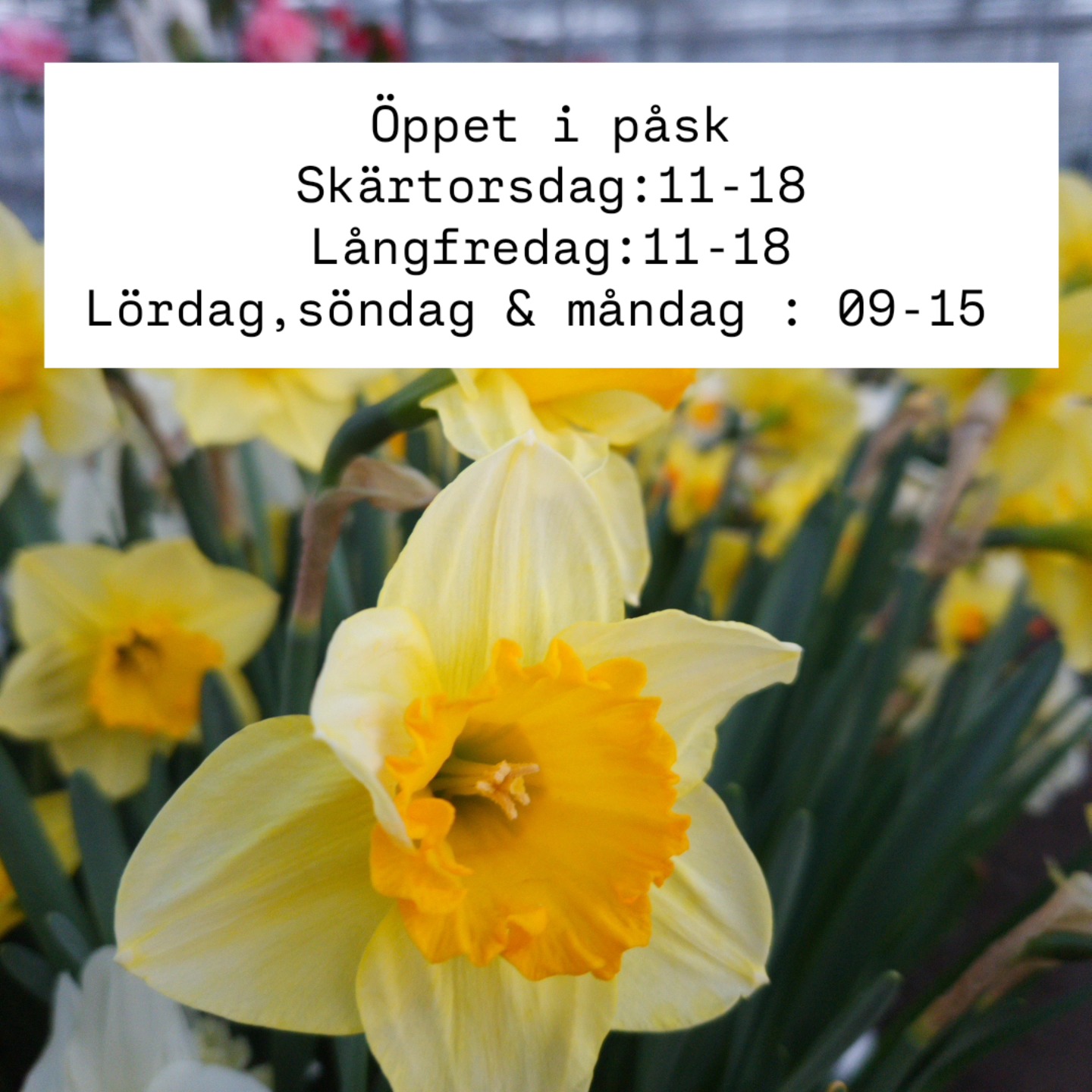 PlantRiket | Johannishus