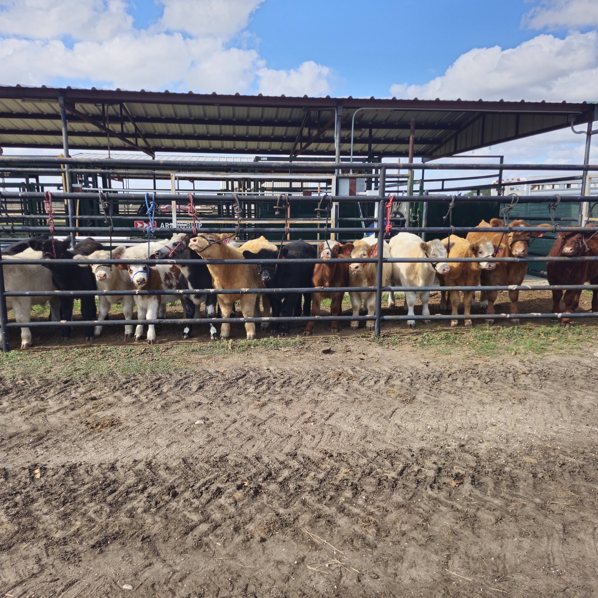 Sanders Show Cattle | Floresville TX