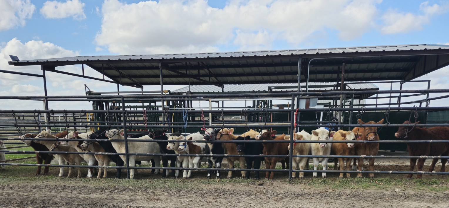 Sanders Show Cattle | Floresville TX