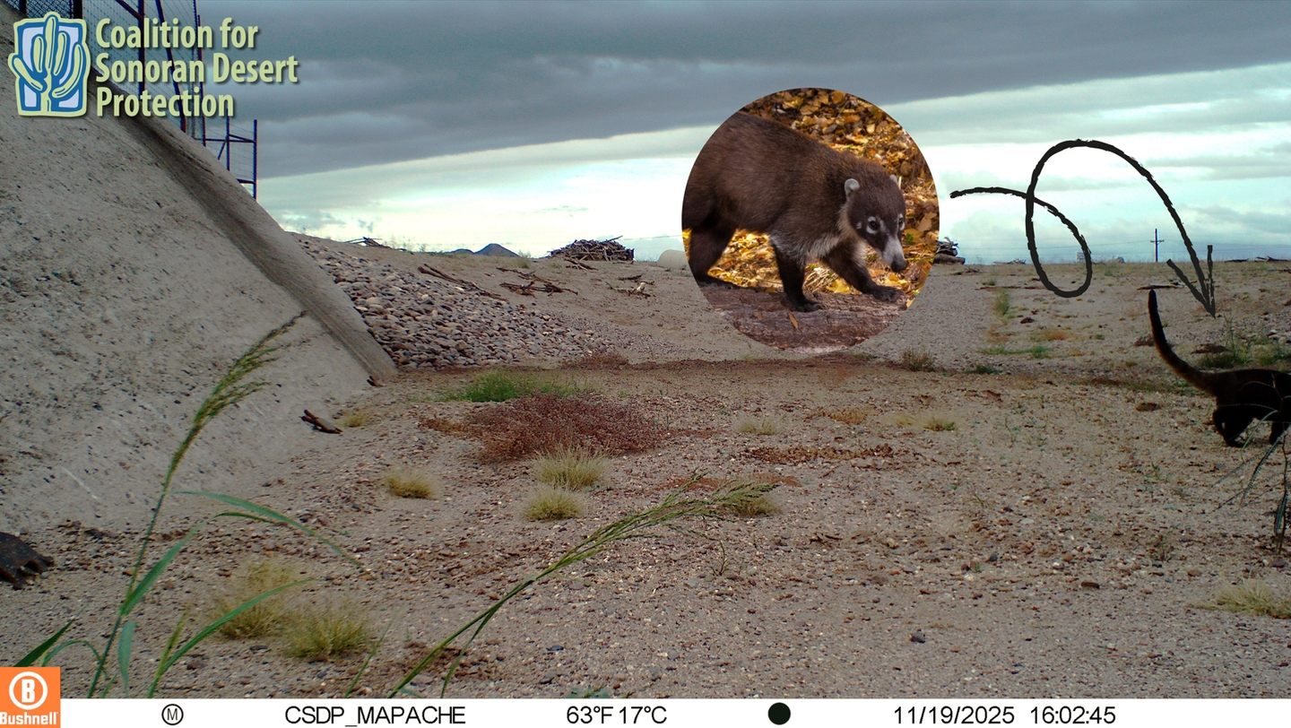 Coalition - It's World Coati Day! 🐾 Recently, our wildlife cameras ...