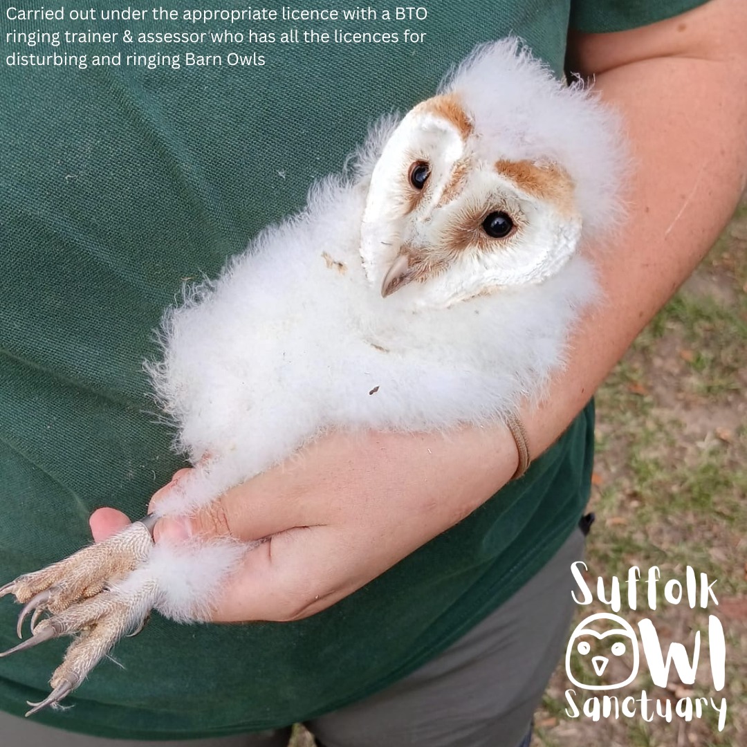 As the breeding season drew to a... - Suffolk Owl Sanctuary | Facebook