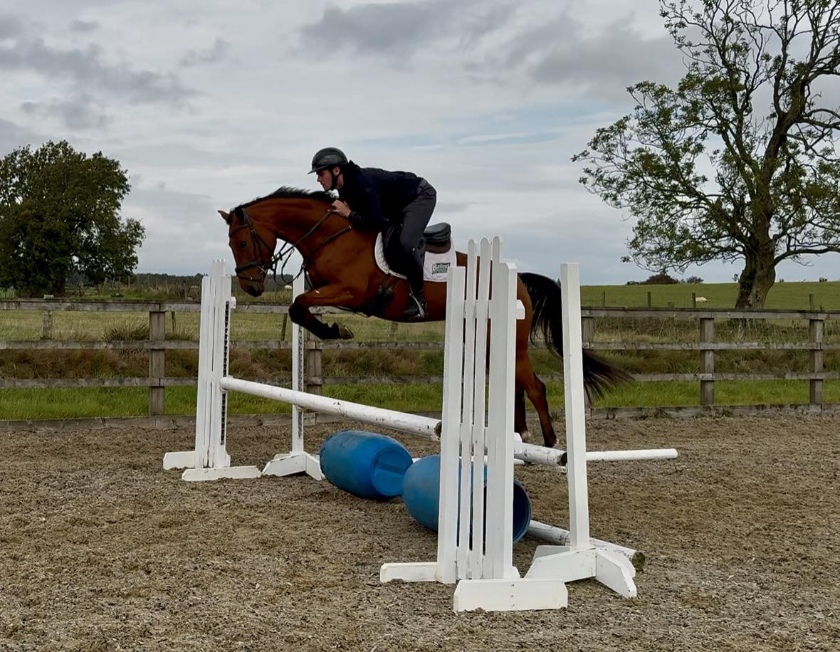 A little horse with a big future. 16hh 2021 (Rising 5yo) Bay Mare