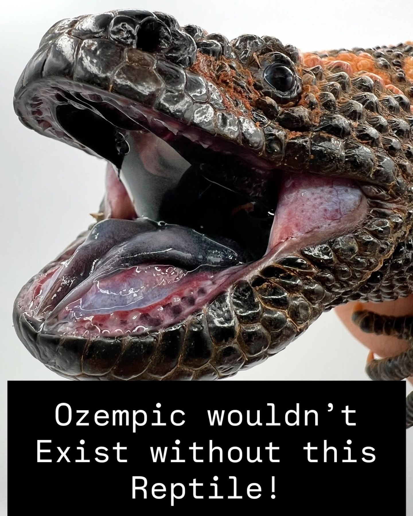 The toxic bite of a Gila monster can kill a human, but a specific ingredient in the cocktail of the lizard's venom is the reason we have glucagon-like peptide (GLP-1) agonists like