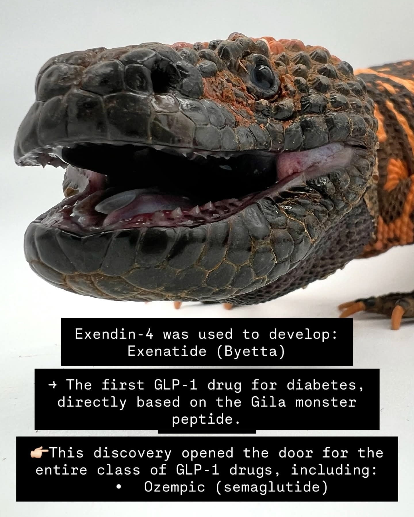 glp 1 venom Gila monster: meet the lizard whose venomous bite is saving lives New obesity drug semaglutide is