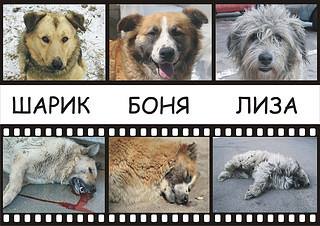 АДЕКВАТНЫЙ ЗАКОН О ЖИВОТНЫХ ПОД УГРОЗОЙ! Подключены все рычаги для ...