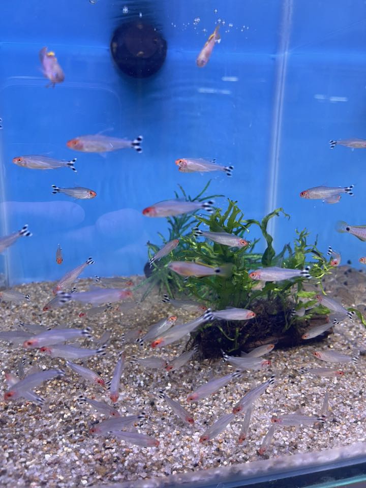 Hobby Fish | Towcester