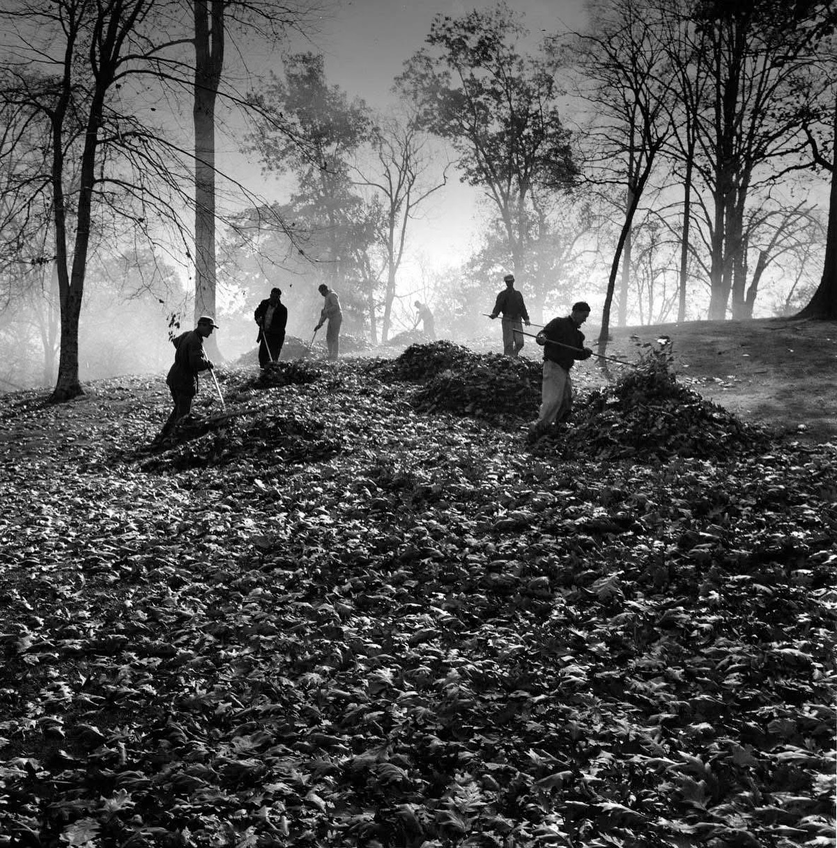 Historic - Raking leaves in Druid Hill Park. (1964) | Facebook