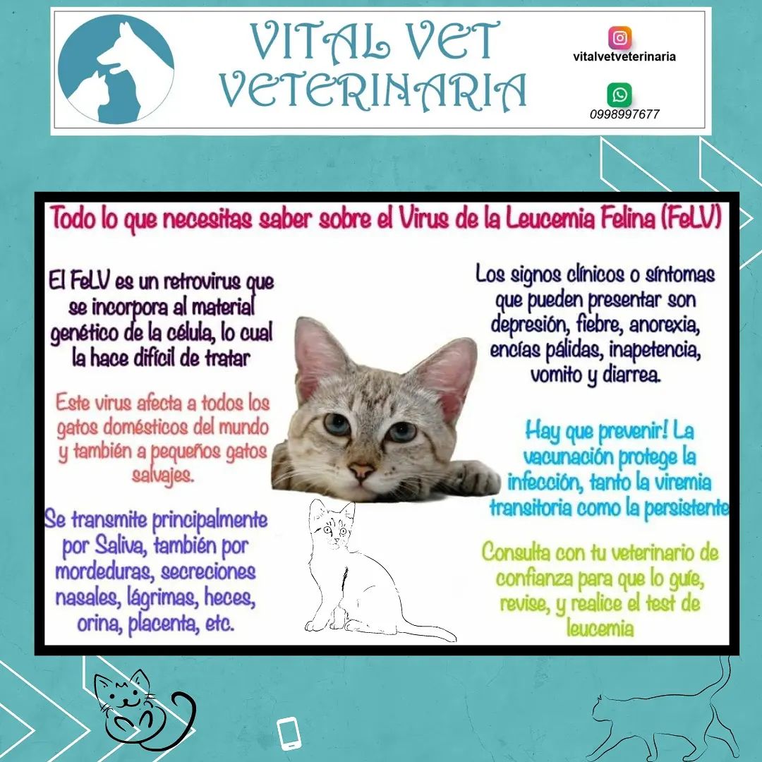 Vital - ☑️El virus de la leucemia felina infecta células del sistema ...