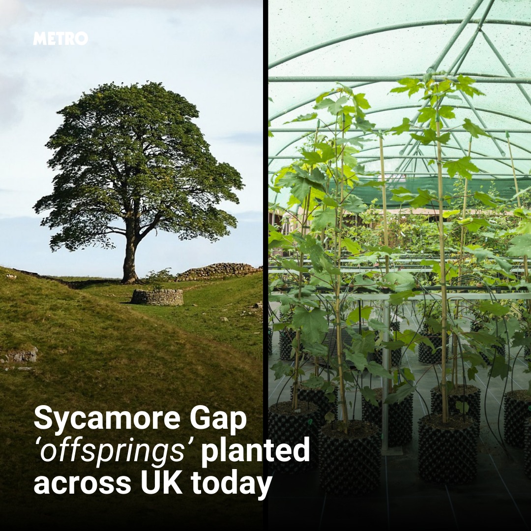 Metro - The iconic tree has now found a remarkable new life 🌳 | Facebook