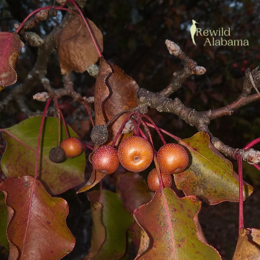 Rewild - Invasive Plant PSA: 'Bradford' Callery Pear (Pyrus calleryana ...