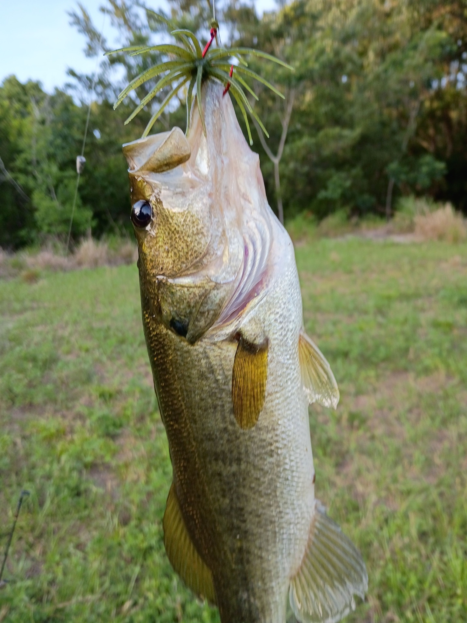 dick nite fishing lures Spoon #1 This spoon is excellent for trout Dick Nite Spoons Original #1