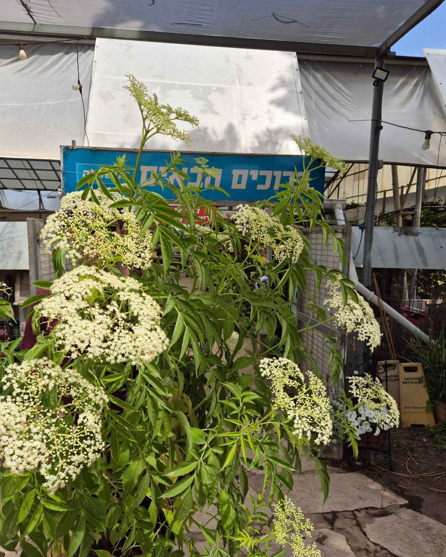 משתלת יקום - ‎משתלת יקום‎ added a new photo.
