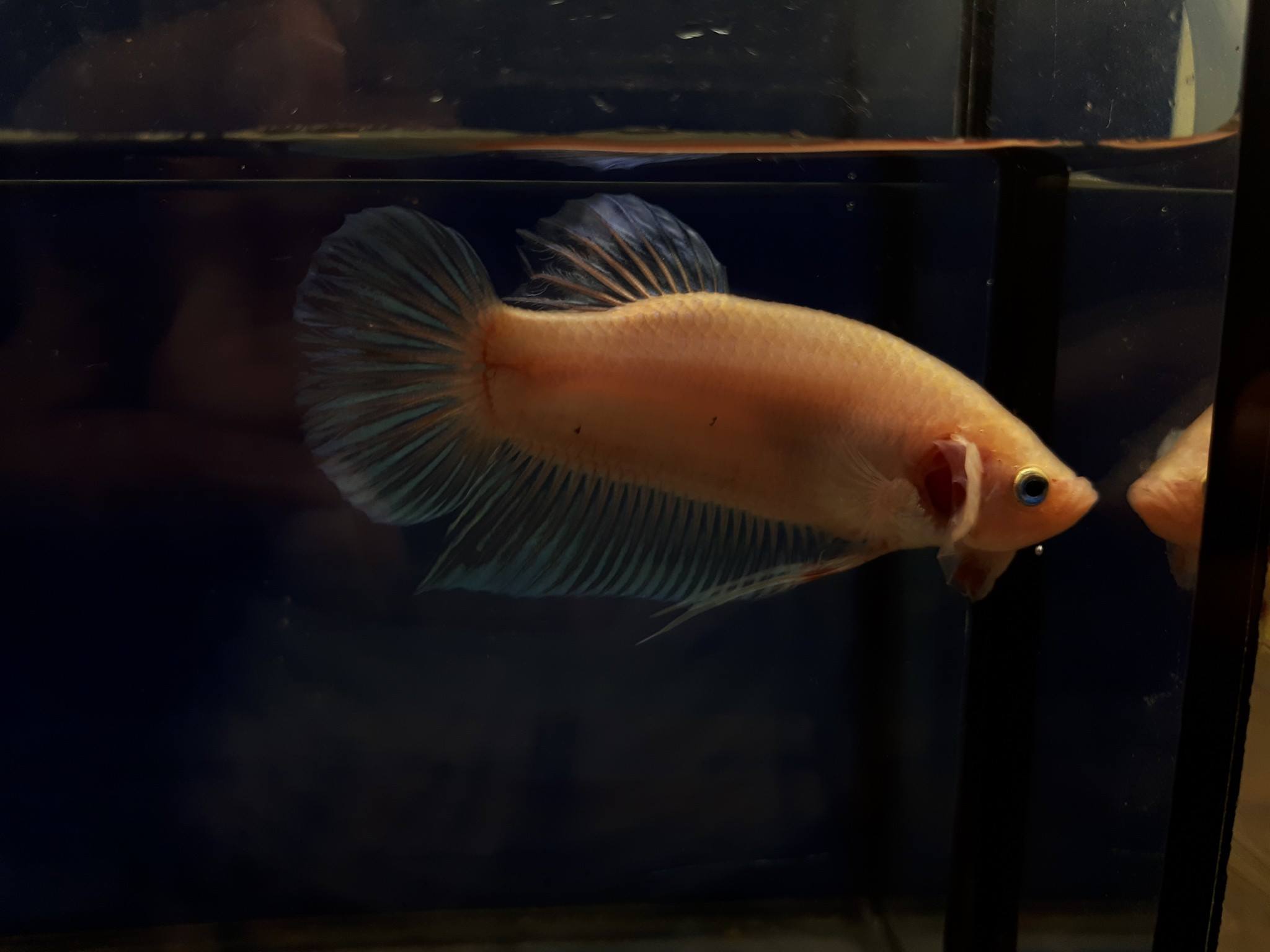 PK PK / PM ขายพ่อพันธุ์ ใสๆ... - Handsome Fish Thailand