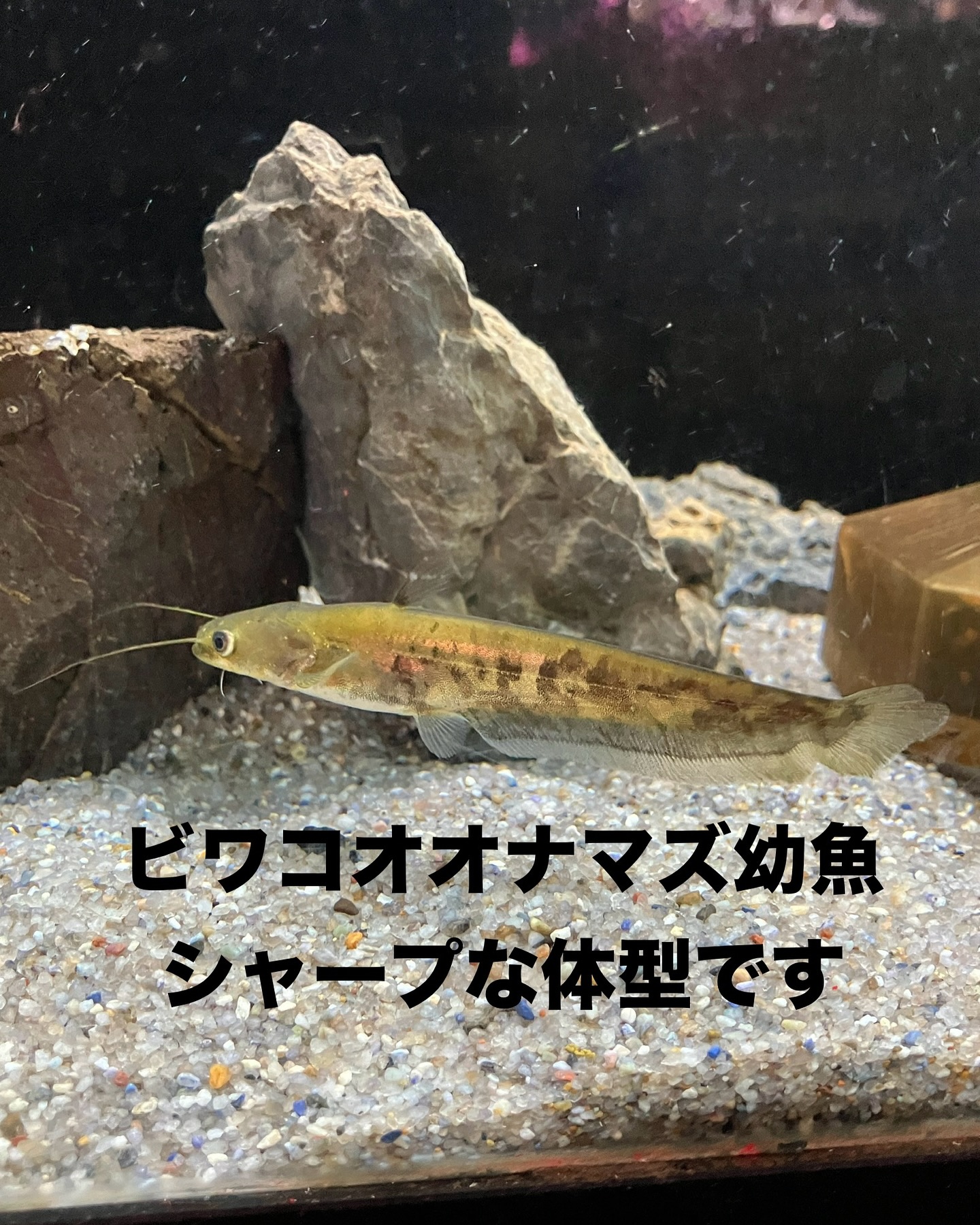 ナマズ類充実してます♪ 日本産淡水魚屈指の大型魚 ビワコオオナマズの 
