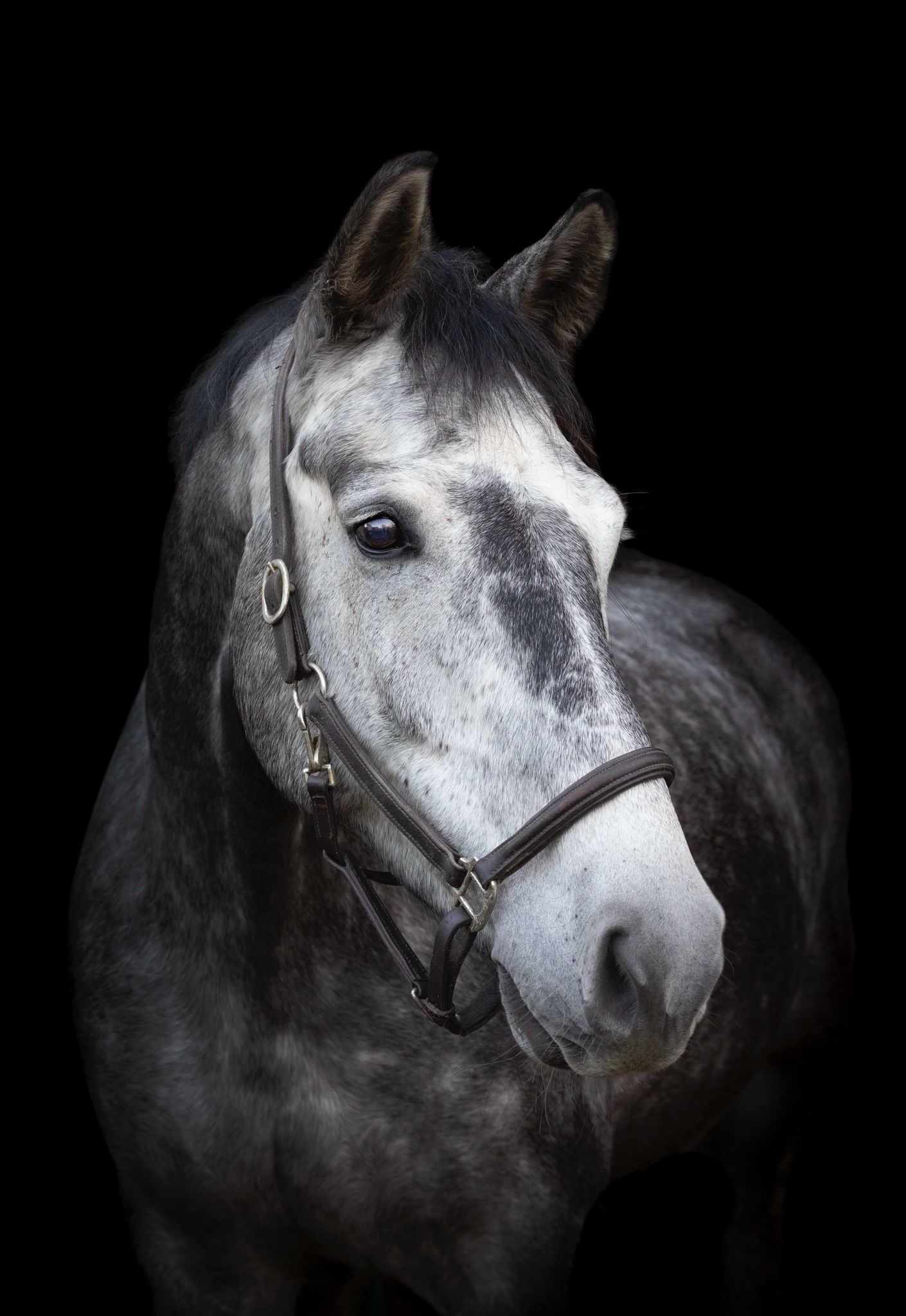 Vetro - 🏆COMPETITION TIME 🏆 🐴WIN A DAY WITH PIGGY MARCH 🐴 Win a day ...