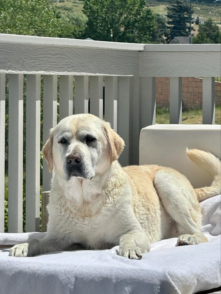 This is Mac -- 10... - T-Bar Country Labrador Retrievers | Facebook