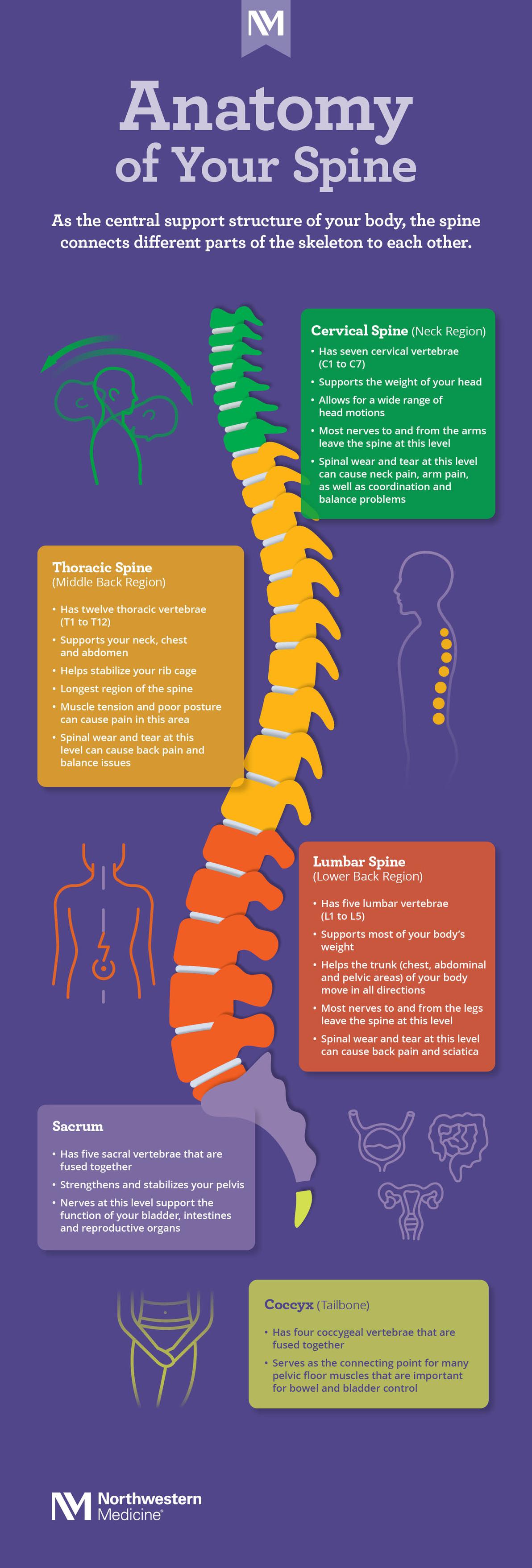 Dr. - 🌬️ Did You Know? Your Spine Impacts Your Breathing 🌬️ A ...