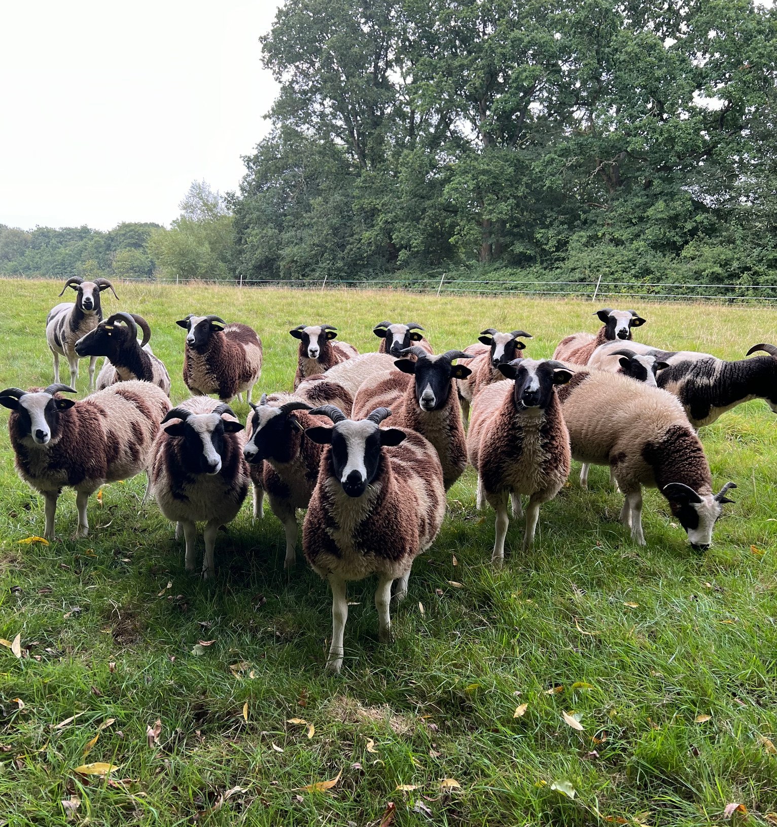 Jacob - SAVE THE DATE!!!!!! The Southern region flock competition will ...