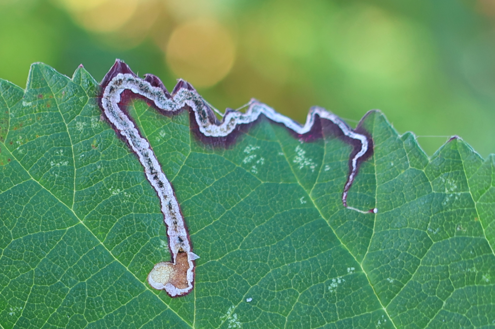 Earthwatch - 🐛 Ever spotted bramble leaves that look like they've been ...