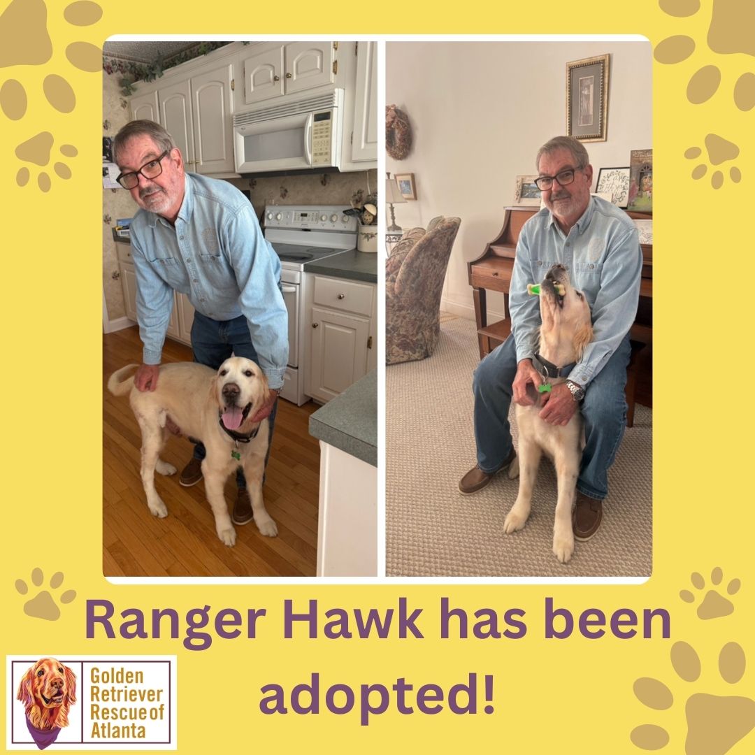 Golden - 💛 Happy Tails Update! 💛🐾 We’re thrilled to share that Ranger ...