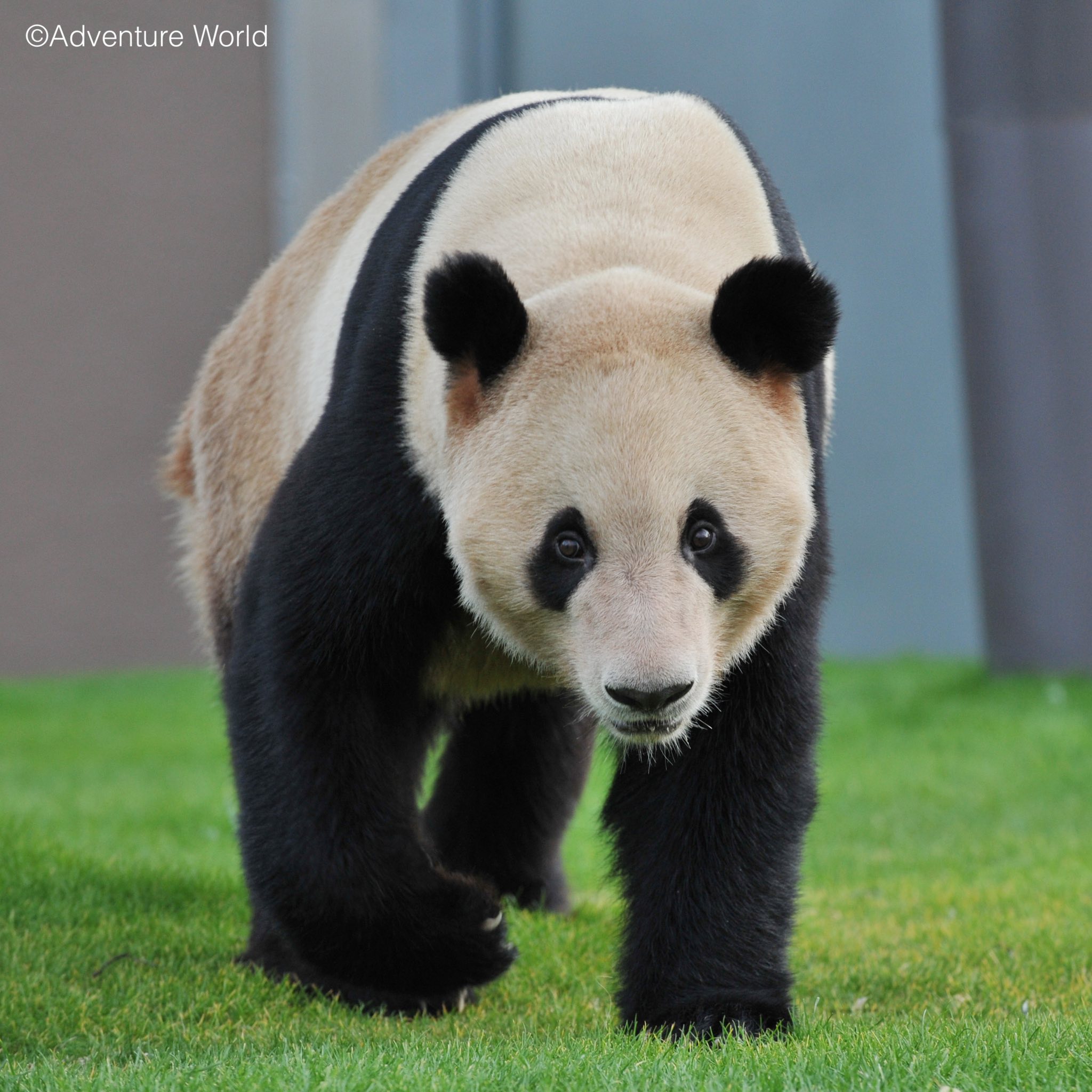 本日(8/23)は幸浜の誕生日🐼🎂】 2005年8月23日、アドベンチャー